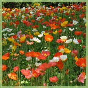 Bloemen